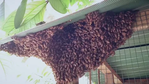 Time Lapse Movements Massive Amount Of Honeybee Swarm On The Top Of Chicken Coop Stock Footage 144150236