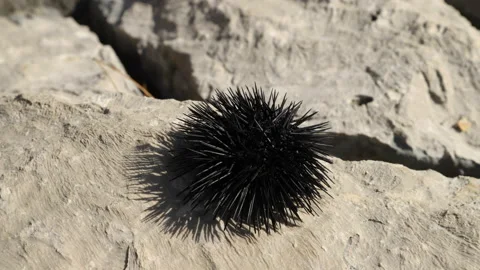 Time lapse of moving black sea urchin on stone. Movement of spines. Stock Footage 117867367