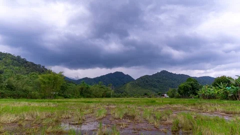 Time lapse of moving clouds and organic paddy fields at Bario Stock Footage 86072369
