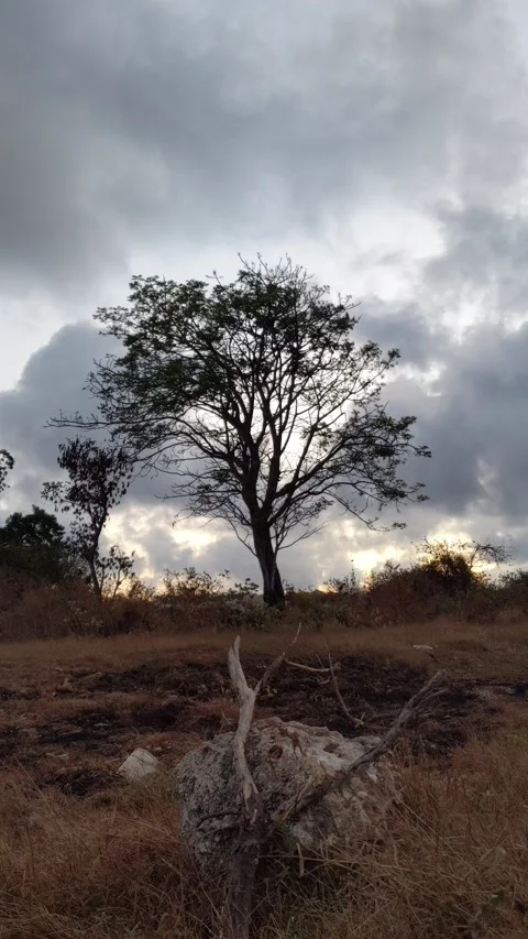 Time lapse of moving clouds in the background of rock and tree Vídeos de archivo 212950086
