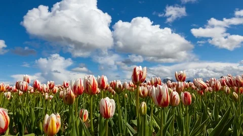 Time lapse of moving clouds over tulip field in Woodburn Oregon Spring 4k uhd Stock Footage 74560528