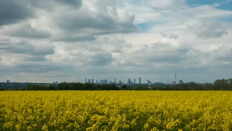 Time lapse - Moving clouds over a canola field Видео 156662832