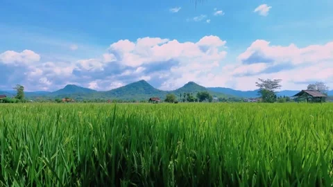 Time Lapse of Moving Clouds Over Lush Green Rice Field and Mountain Landscap Stock Footage 329343387