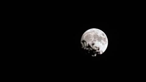 Time-Lapse:  Moving Full Moon Behind Trees Stock Footage 249183003