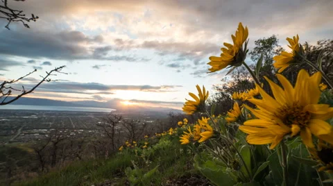 Time lapse moving past yellow flowers at sunset overlooking valley Stock Footage 63470812