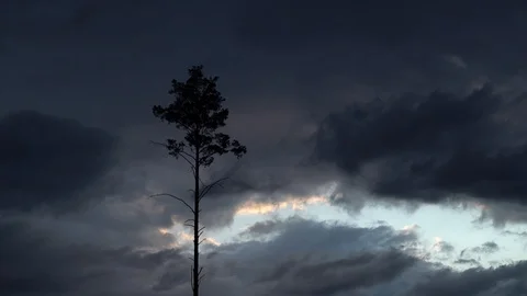 Time lapse of moving rain clouds and a single isolated tree. Pine tree Stock Footage 114511584
