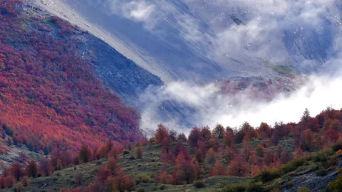 Time lapse of moving white clouds above autumn red and orange colored forest Stock Footage 264759030