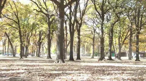 Time lapse of Mowing through Park in Fall Video stock 12614910