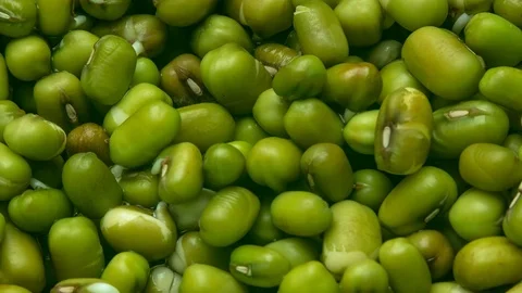 Time lapse mung bean sprouts Stock Footage 93309774