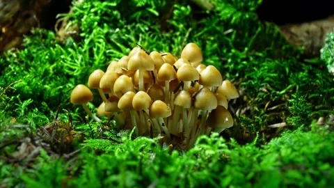Time-Lapse of Mushroom Clusters – 4K Stock-Footage 320977715