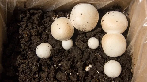 Time Lapse of mushroom growing in the box in home conditions 库存影片 80593624