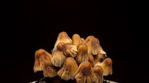  Time lapse mushrooms growing close up black background. Macro mushroom timelaps Stock Footage 247420978