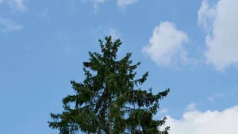 Time lapse in nature, cloudy sky. Video stock 124710350
