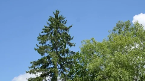 Time lapse in nature, cloudy sky. Stock Footage 124710461