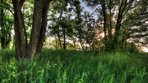 Time-lapse  Of Nature Spring Forest Video stock 23592439