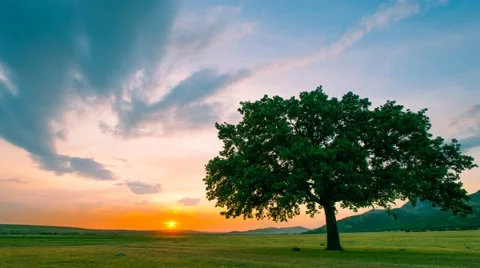 Time lapse near an old oak at sunset Stock Footage 50781499