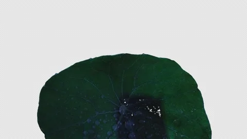 Time-Lapse of Neon Plant Close-up With Water Droplets Stock Footage 148100862