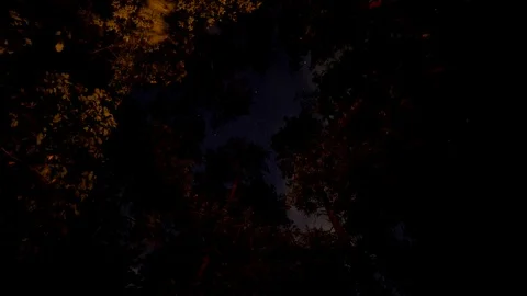 Time lapse of the night sky through a pine forest Stock Footage 78627703