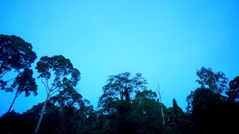 Time-lapse of Night of starry night to Morning Mist in forest Stock Footage 158467001