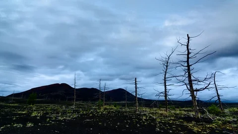 Time Lapse. Nightfall in a grove of dead wood. Stock Footage 70468100
