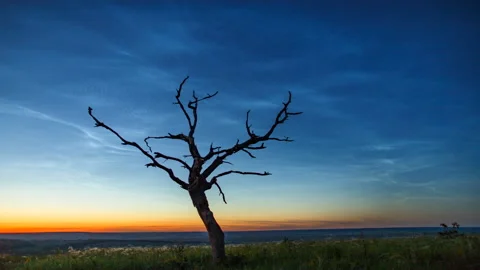 Time lapse of noctilucent clouds over a tree. Stock Footage