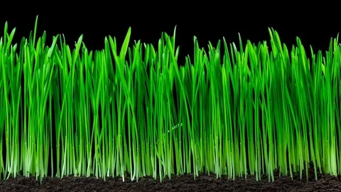 Time-lapse of oat grass growing. 4k footage with alpha channel Stock Footage 69842590