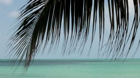Time lapse from ocean behind the palm 스톡 동영상 40646033