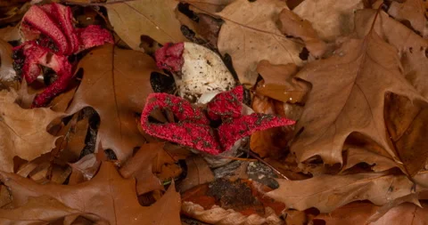Time lapse of Octopus Stinkhorn (Clathrus archeri) growing in forest Stock Footage 233011815