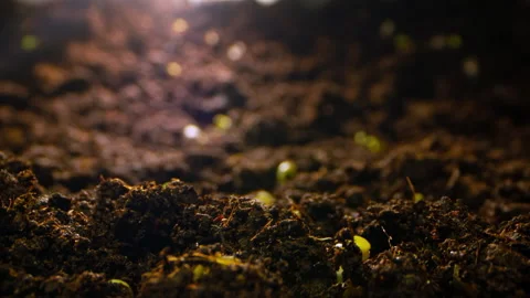 Time-Lapse Odyssey Documenting the Intricate Process of Seed Sprouting Stock Footage 262145131