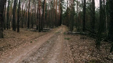 Time lapse ofcycling on the forest road Stock Footage 156817367