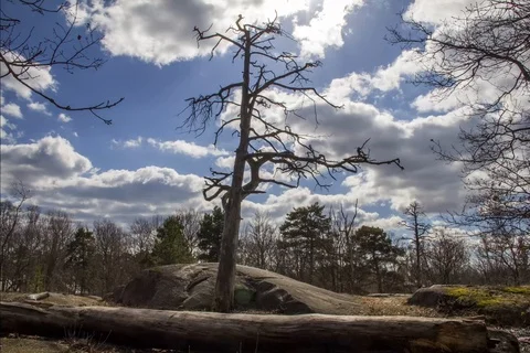 Time lapse of an old tree during spring in Helsinki, Finland Stock Footage 113521426