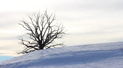 Time lapse of old tree on the hill in snowy mountain landscape Video stock 47224602
