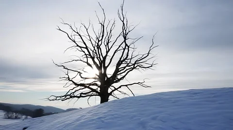 Time lapse of old tree silhouette in snow landscape Stock Footage 47208567