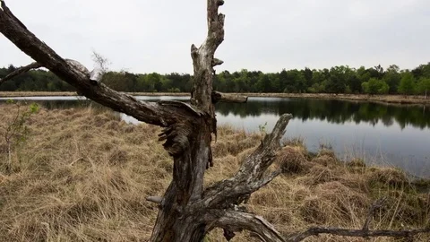 Time-lapse of an old tree standing in a moor Stock Footage 75418483