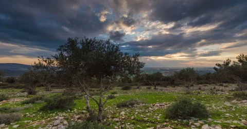 Time-Lapse Olive Grove Day to Night Left to Right Haifa Israel Stock Footage