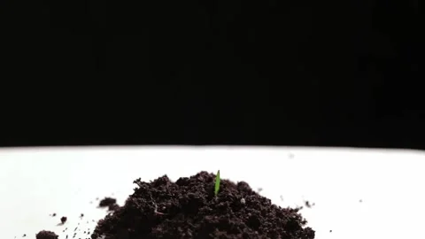Time Lapse of one sprout growing from the ground. Growing green grass on white  Video stock 147265319