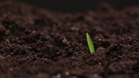 Time Lapse of one sprout growing from the ground. Growing green grass. Concept Видео 147265325