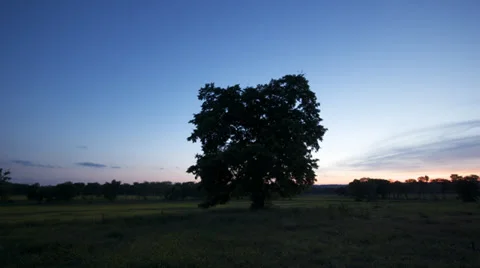 Time Lapse -  One Tree Sunrise Sunset Stock Footage 39536706