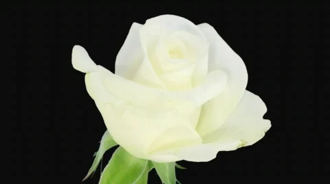 Time-lapse of opening "Akito" rose with alpha matte 1a (720p) Stock Footage 636013