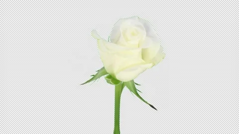 Time-lapse of opening Akito rose with ALPHA channel, GREEN SCREEN Stock Footage 139202203