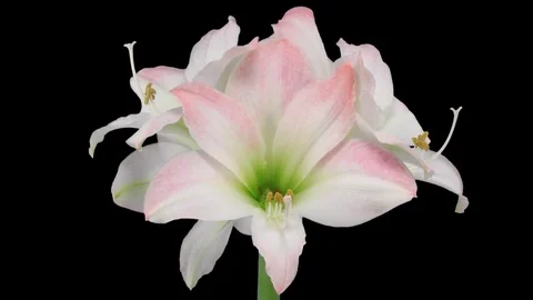 Time-lapse of opening amaryllis Apple Blossom with ALPHA channel Vidéo 71627804