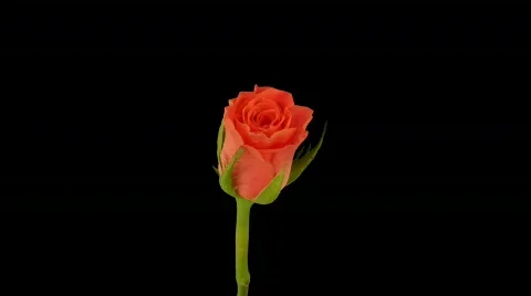 Time-lapse of opening "Amsterdam" rose with alpha matte 1 Stock Footage 714152
