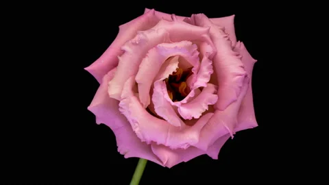 Time-lapse of opening and blooming Eustoma GrandiflorumJapanese Rose flower on Stock Footage 232297762