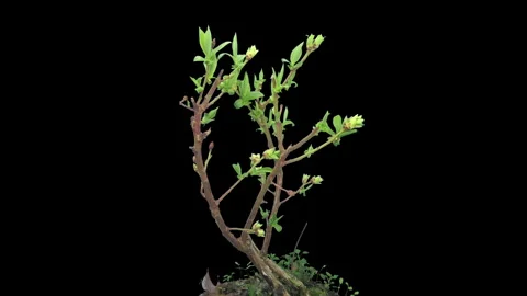 Time lapse of opening and blooming blueberry branch Vídeo Stock 339011403