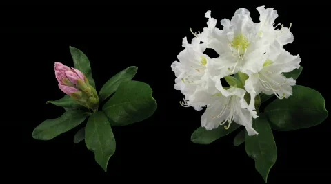 Time-lapse of opening and closing rododendron 6 two cameras shooting Stock Footage 397886