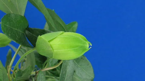 Time-lapse of opening and closing passiflora 3a against blue background Stock Footage 398489