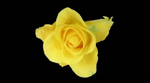 Time-lapse of opening and closing "April" rose 5a1 Stock Footage 11856102