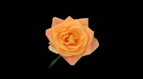 Time-lapse of opening and closing "Bonanza" rose (DCI-2K) 5a3 Stock Footage 11862920