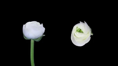 Time-lapse of opening and closing ranunculus flowers in RGB + ALPHA matte format Stock Footage 71420408
