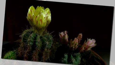 Time lapse of opening and closing cactus flowers. Stock Footage 75334720